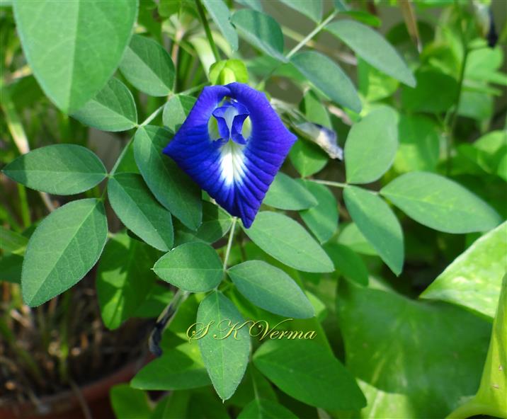  Plant bearing flower
